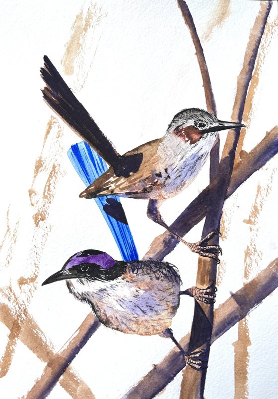 Pair Purple-crowed Fairy-wrens