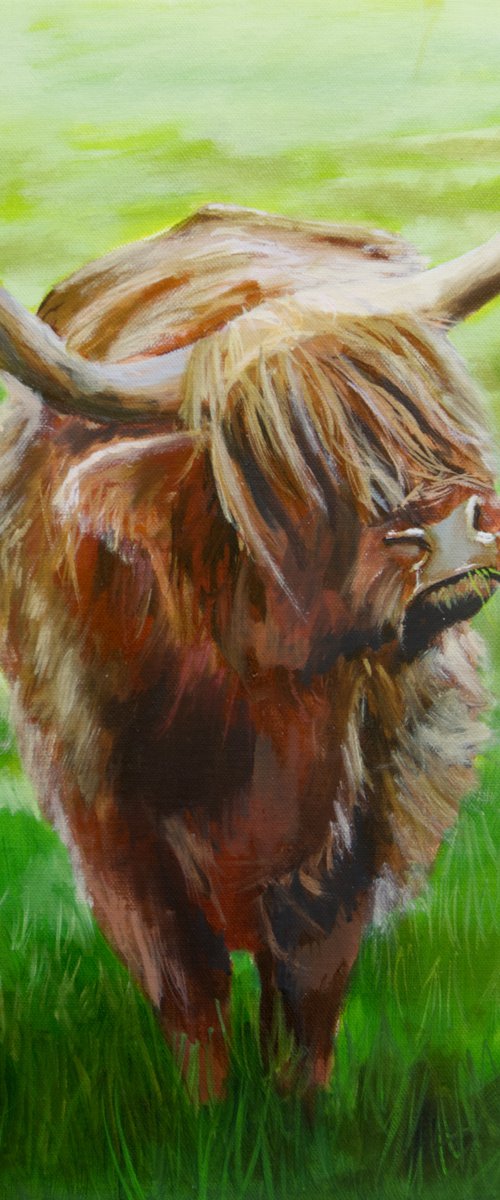 Highland cow painting by Gordon Bruce