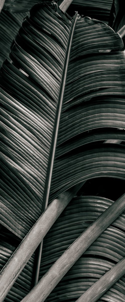 Jungle Fronds by Brandon LeValley