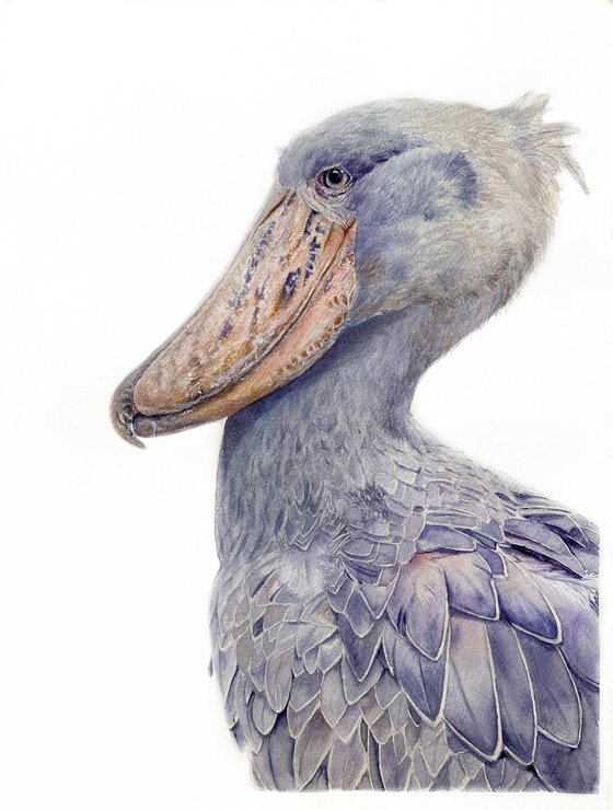 Shoebill bird portrait on white background