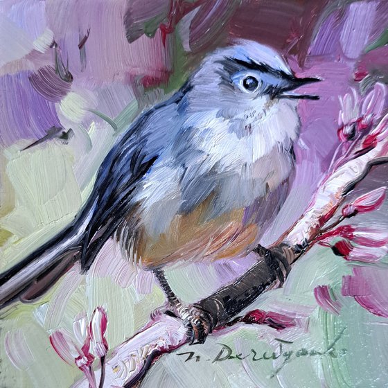 Gnatcatcher bird