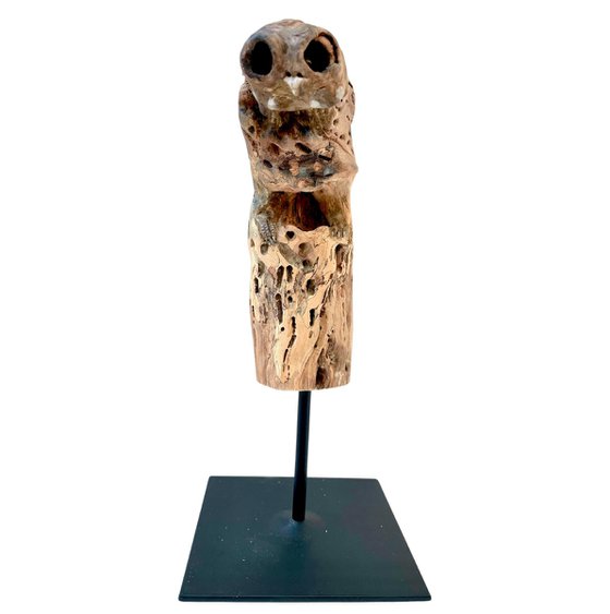 Little owl, Ostréïdes series