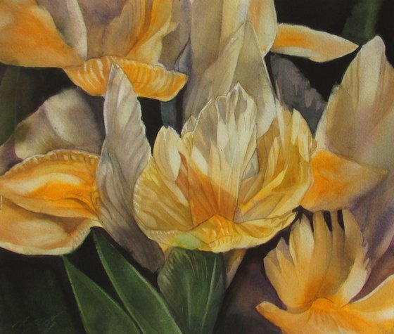 yellow dutch irises
