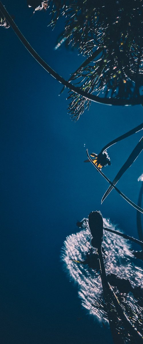 Flowers to the sky by Nektaria Thalia