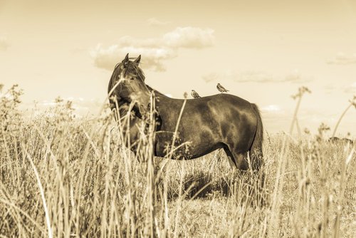 HORSE AND BIRDS by Andrew Lever