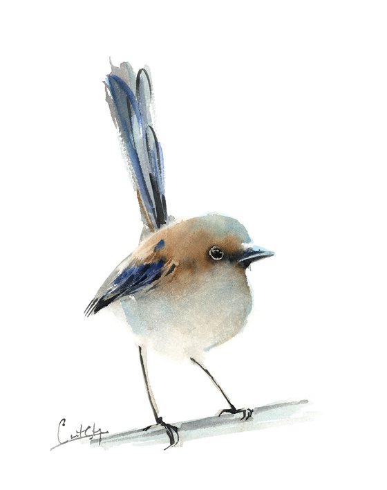 Fairy Wren Bird