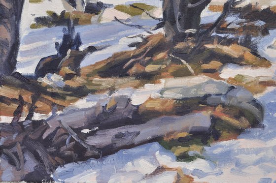 Pines on Snowy Mount Mézenc