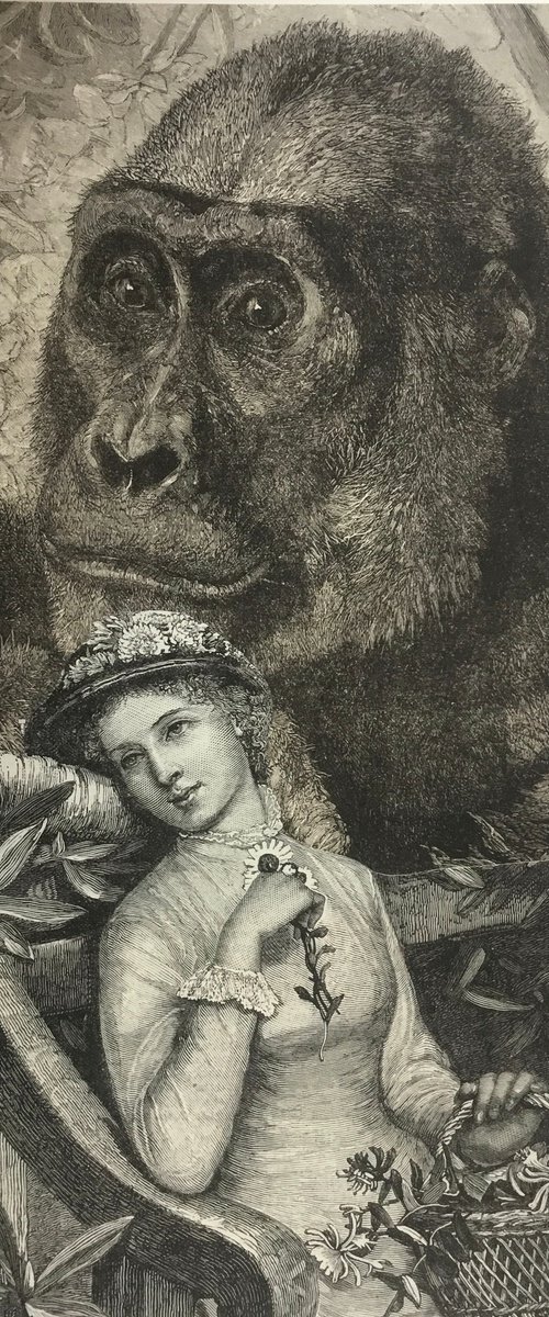 Her Gorilla by Tudor Evans