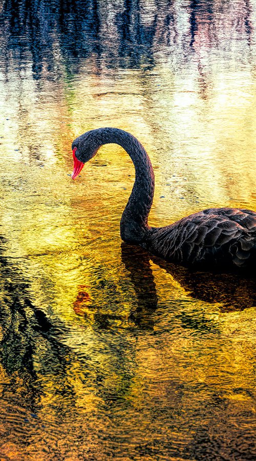 Black Swan by Nick Psomiadis