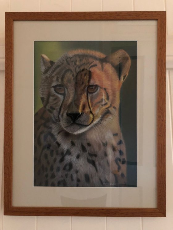 Cheetah Pastel Painting A3 Framed