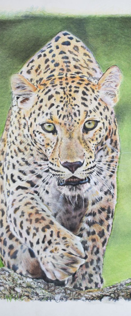 Leopard by Michael Juniper