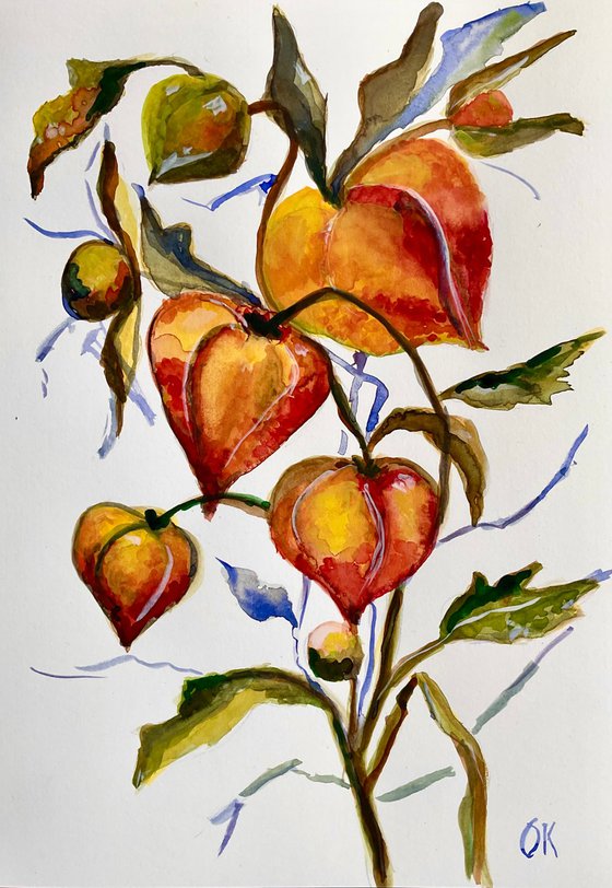 Physalis