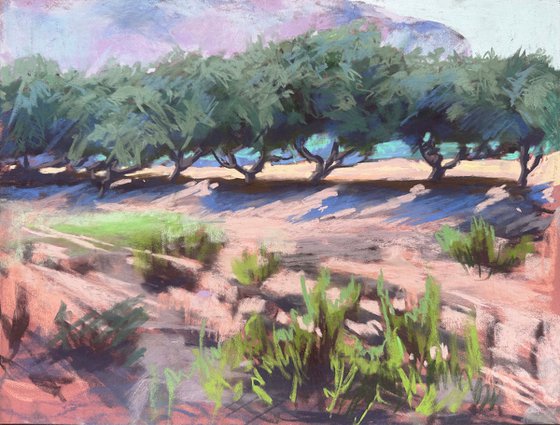 Olive trees