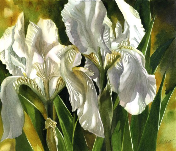 Double white irises