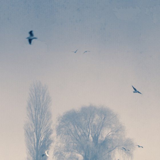Seagull Island.