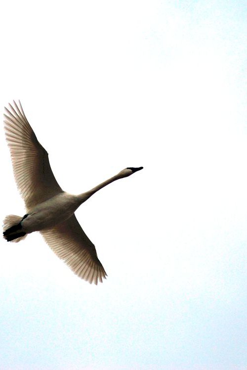 Trumpeter Swan in Flight by Brian O'Kelly