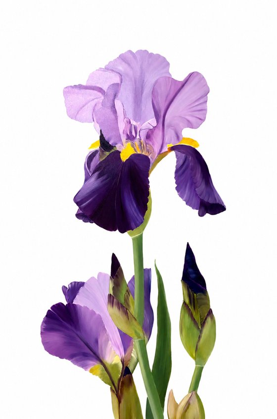 Iris flower spring, garden, botanical