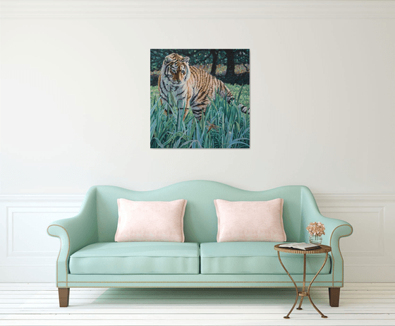 Amur Tiger - First Encounter