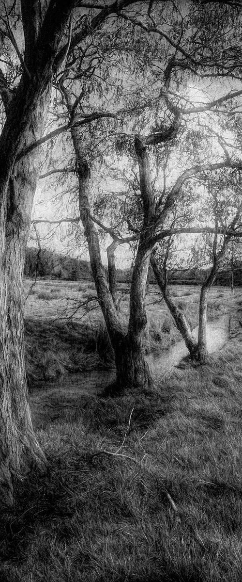 Three Trees and a Stream by Martin  Fry