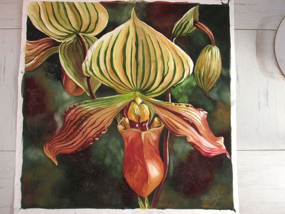 Ladyslipper orchid