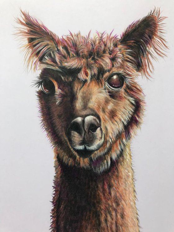 ‘Alfie’ (alpaca)