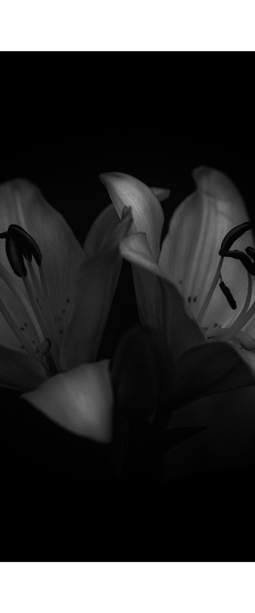 Lily Blooms Number 3 - 12x12 inch Fine Art Photography Limited Edition #1/25 by Graham Briggs