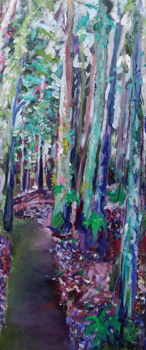Rain Forest, Dorrigo National Park by Maureen Finck