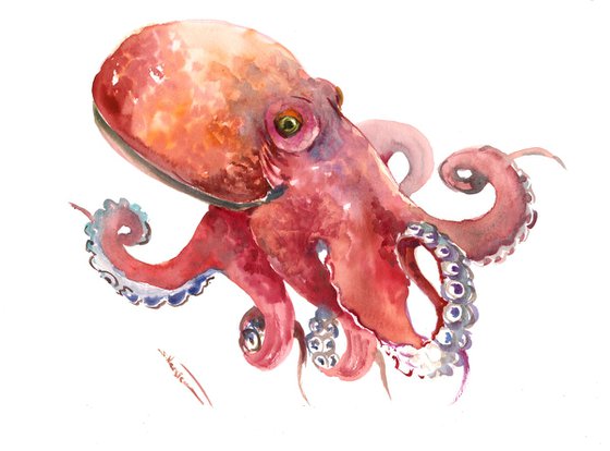 Octopus