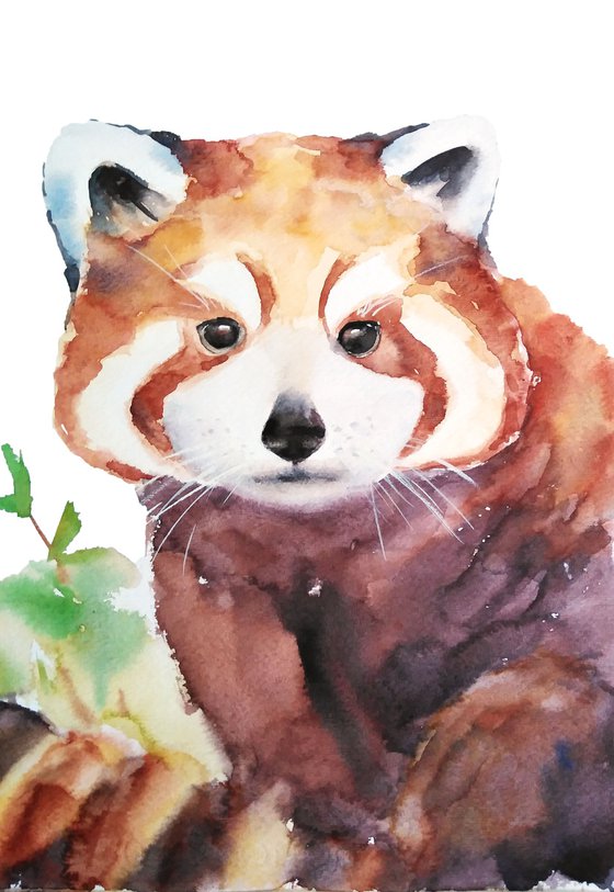 Red panda artwork, watercolor illustration