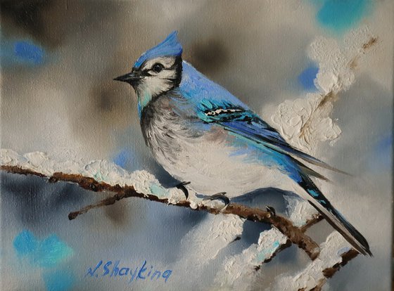 Blue Jay on Snowy Branch