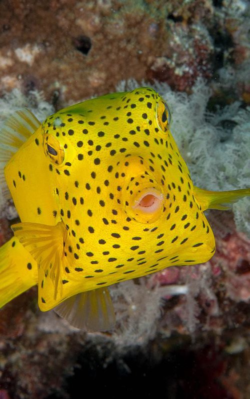 Whaaaat?  - Metal Print - Ready To Hang - Underwater Macro - Australia by Ilya Gusinski