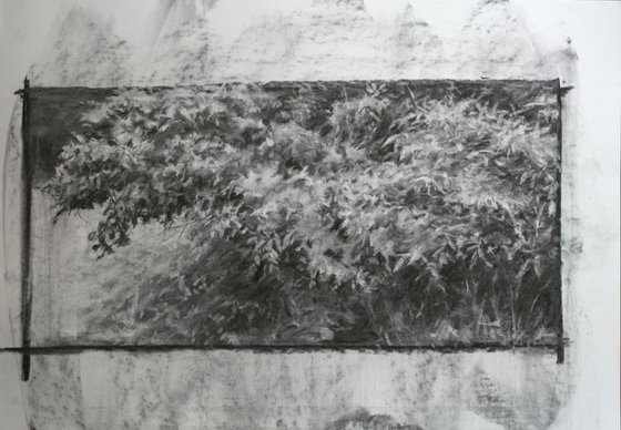 Foliage Study – charcoal drawing