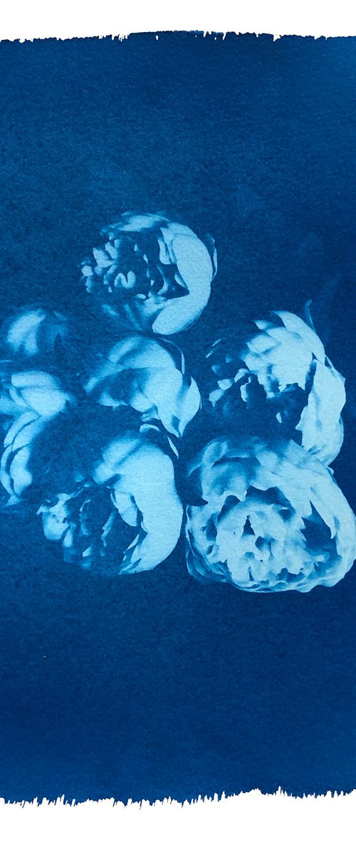 Peonies (cyanotype) by Ellie Dunlop