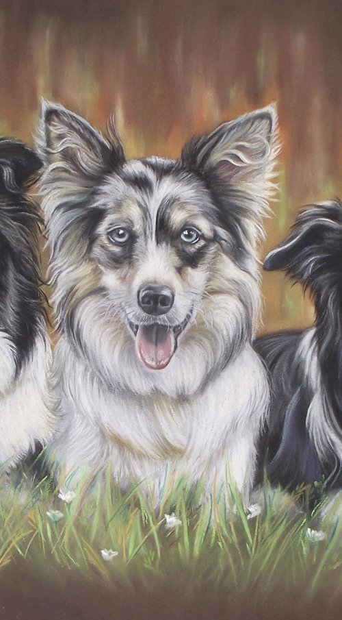 Border Collies by Irina Petrova