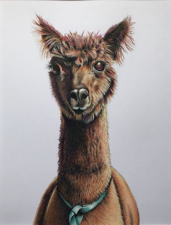 ‘Alfie’ (alpaca)