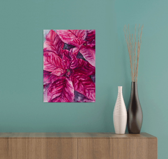 Poinsettia magenta flower