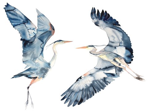 Herons in Flight by Elizabeth Becker