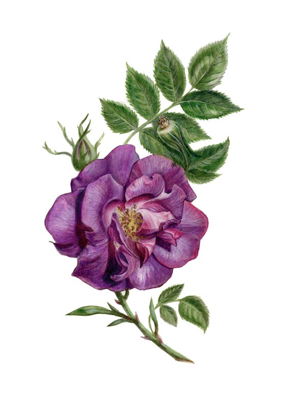 "The Rose Blue Rapsody" 26-36-0.3 cm