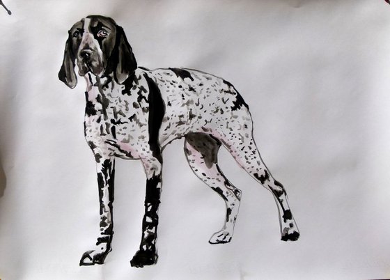 German Shorthaired Pointer