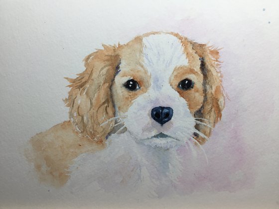 Cavalier King Charles