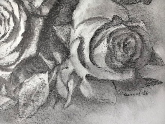 Roses. Sheet 03. Graphite Flowers Series