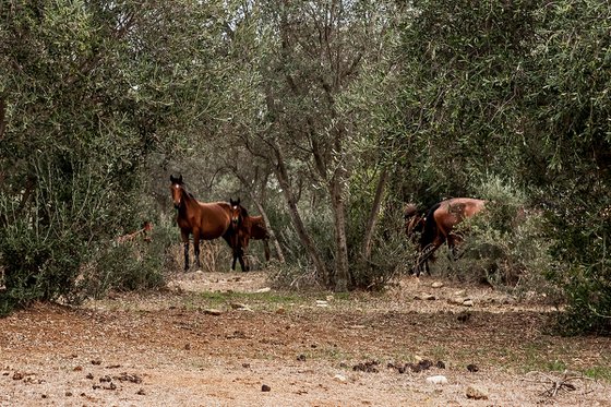 Horses