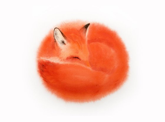 Red Fox Curls Up for a Nap #1