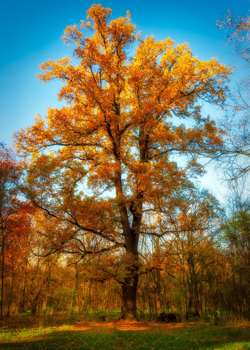 Golden oak by Vlad Durniev