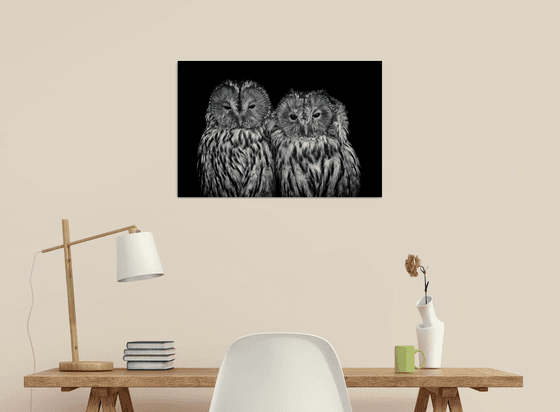 Loving Owls