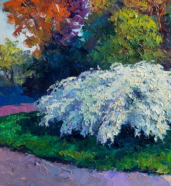 Spirea Wangutta