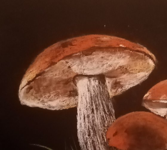 Family of mushrooms at Dusk