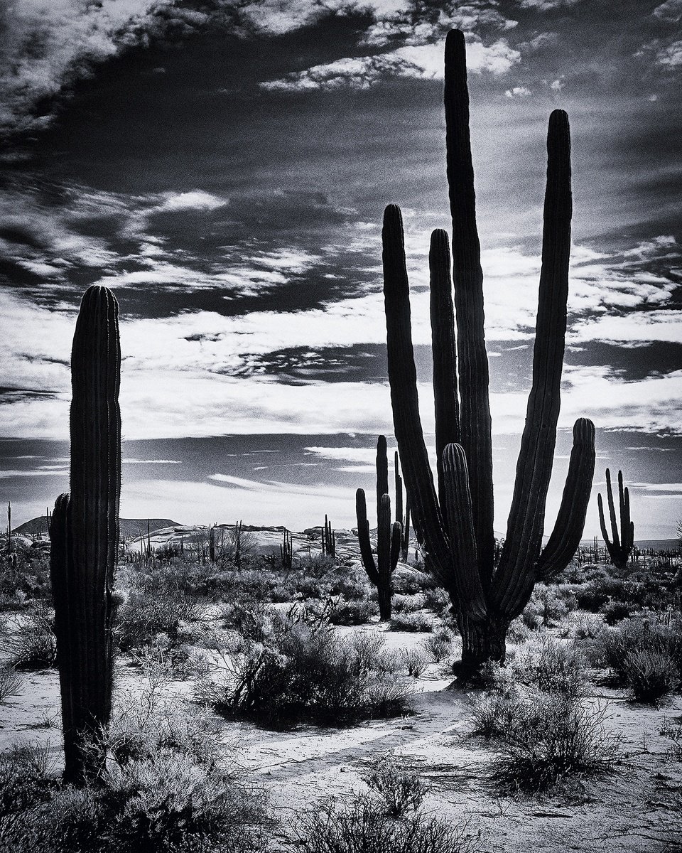 Photorealistic Landscape Photograph By Heike Bohnstengel, 20 X 24, Saguaro, Baja California, Original Artwork
