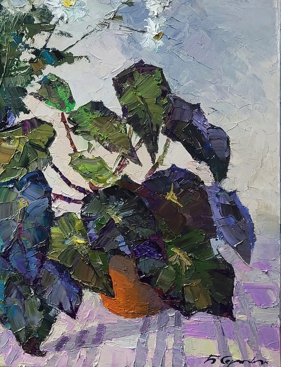 Still Life with Begonia and Daisies