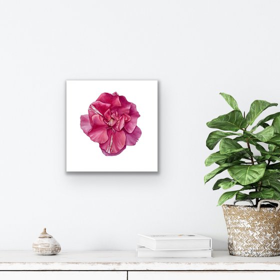 Pink oleander. Original watercolor artwork